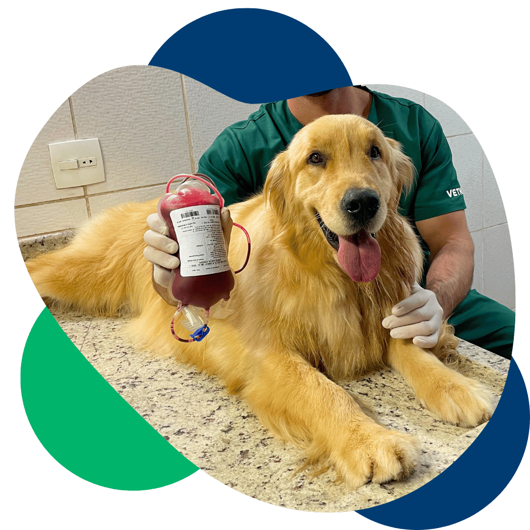 hospital veterinario clinica pet shop farmacia pet nova lima 8