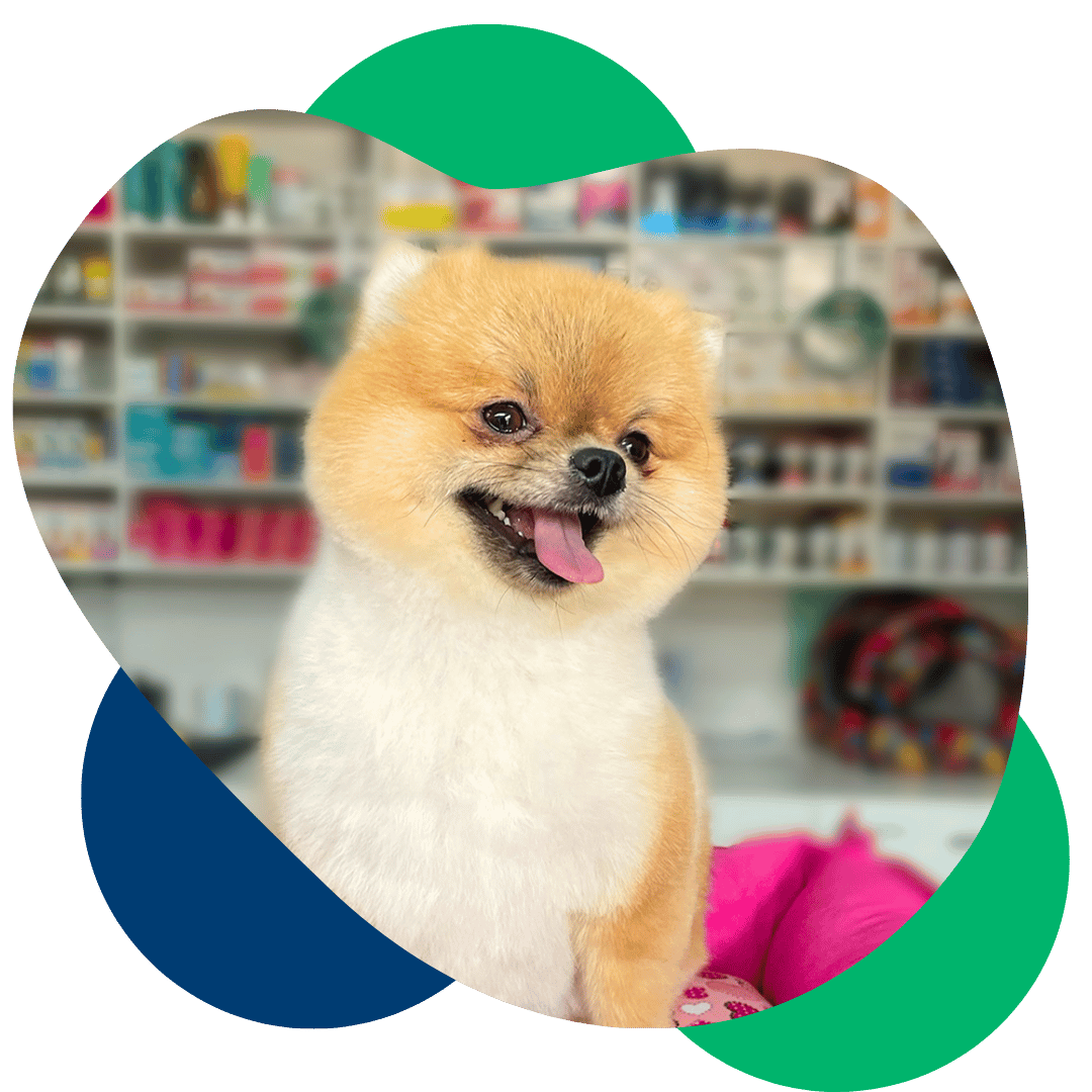 banho e tosa veterinário pet shop nova lima