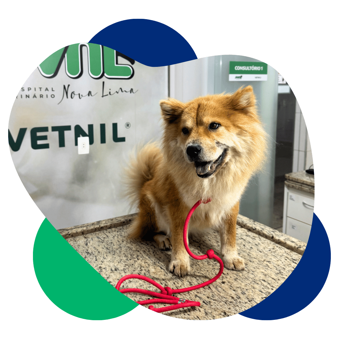 hospital veterinario nova lima pet shop banner 58