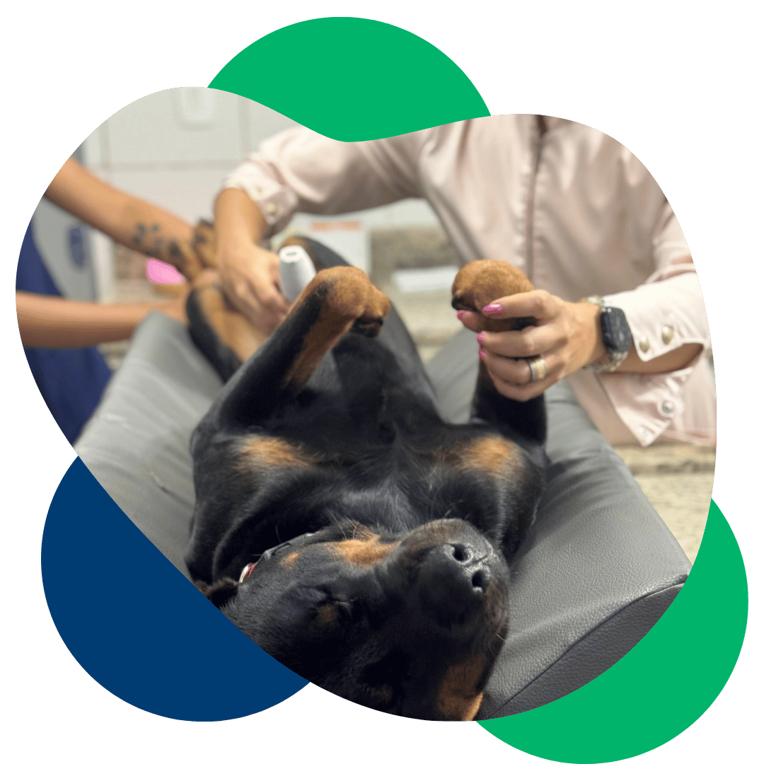 urgencia emergencia veterinário 24h nova lima