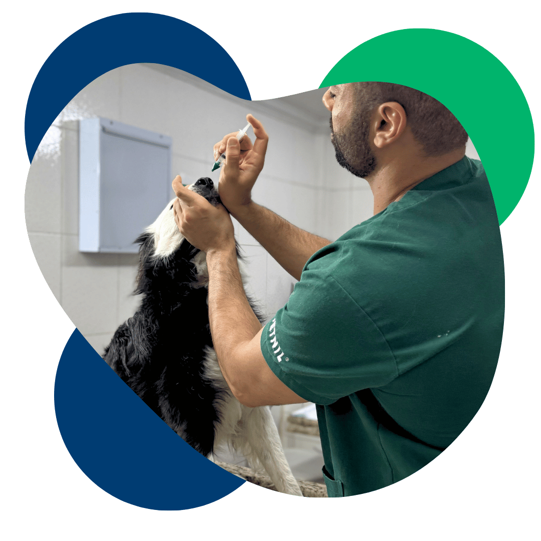 vacinas veterinário 24h nova lima